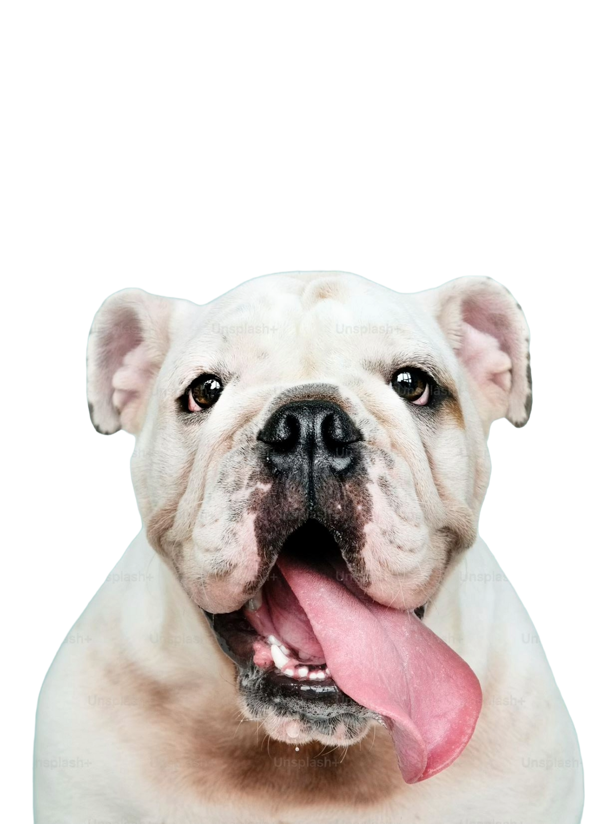 Alles voor je hond